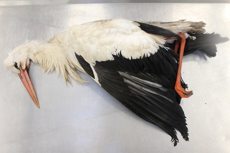 Toter Storch liegt auf Metallplatte.
