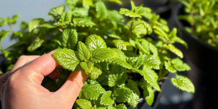 Frische Minze als Gartenkraut im Topf wird von einer Hand gepflückt – Nahaufnahme.