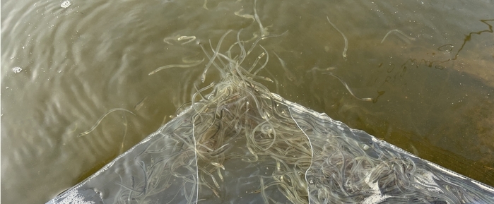 Besatz von Glasaalen in der niedersächssichen Elbe
