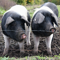 Zwei Schweine stehen im Schlamm an einem Zaun.