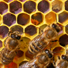 Bienen und Pollen