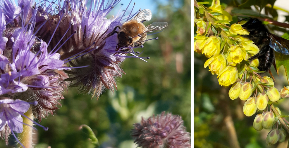 Linkes Bild: Honigbiene auf lila Phacelablüte. Rechtes Bild: Blauschwarze Holzbiene auf gelber Berberitzenblüte