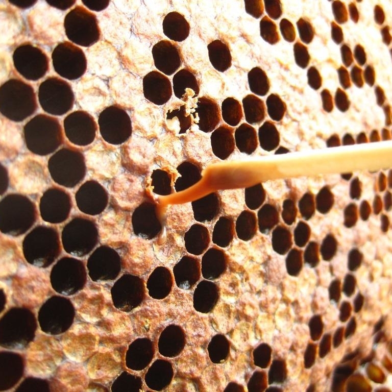 Ausschnitt einer Bienenwabe mit verdeckelten und offenen Waben. Mit einem Streichholz wird eine schleimige, fadenziehende Masse aus einer Wabe entnommen.