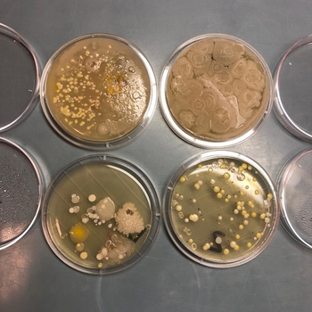 Mikrobiologische Arbeiten im LAVES: Bakterien und Pilze in Petrischalten