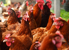 Link zu Ausbruch der Vogelgrippe im Landkreis Emsland
