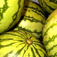 Wassermelonen