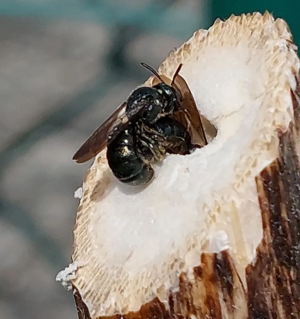 Auf einem schräg angeschnittenen Pflanzenstängel sitzt eine schwarze Keulhornbiene. Eine zweite Biene verschwindet kopfüber in einem in den Stängel gebohrten Loch.
