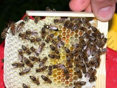 Bienenwabe mit Königin