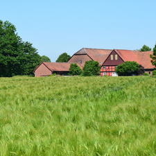 Heranreifendes Gerstenfeld mit landwirtschaftlichem Betrieb im Hintergrund