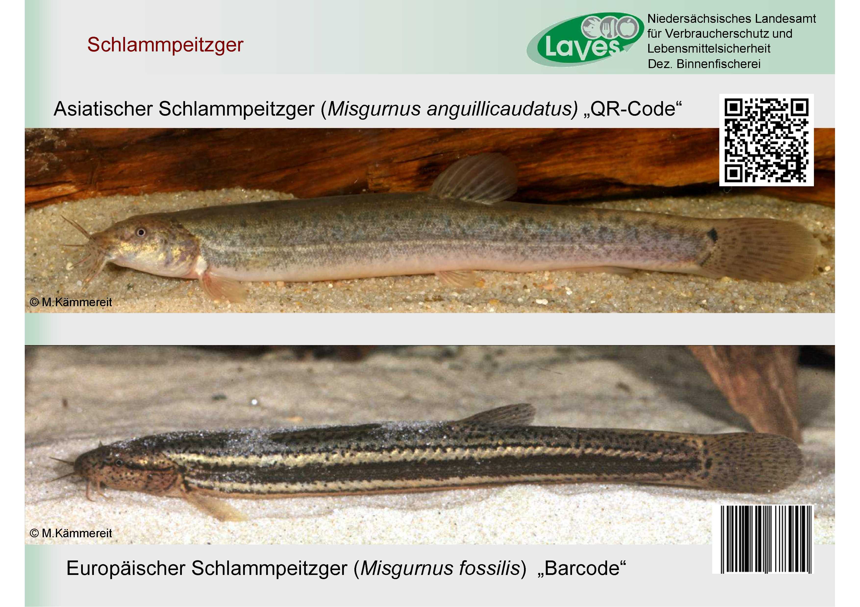 Vergleich Ostasiatischer und Europäischer Schlammpeitzger