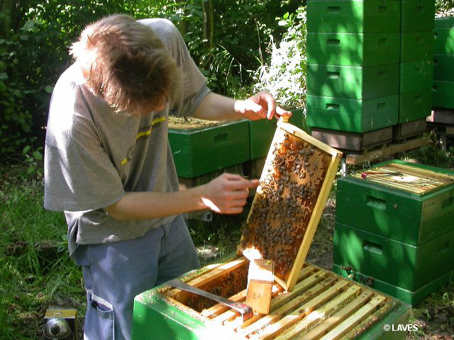 Ein Imker arbeitet ohne Schutzkleidung am Bienenvolk.