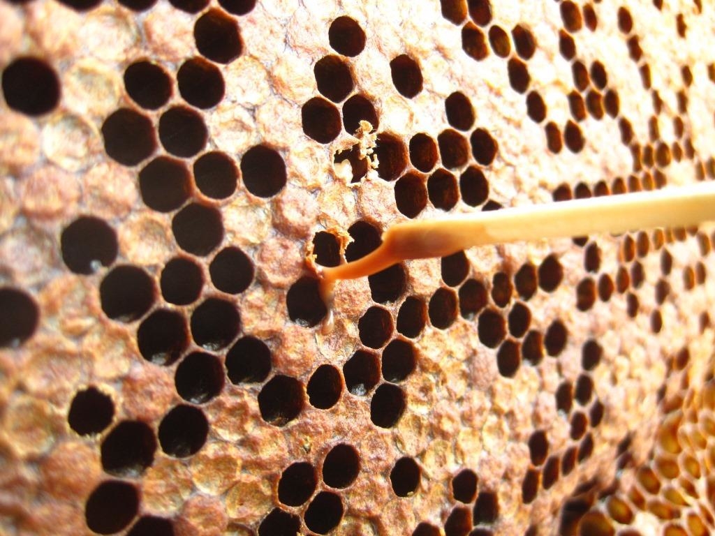 Ausschnitt einer Bienenwabe mit verdeckelten und offenen Waben. Mit einem Streichholz wird eine schleimige, fadenziehende Masse aus einer Wabe entnommen.
