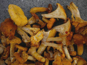 verdorbene Pfifferlinge