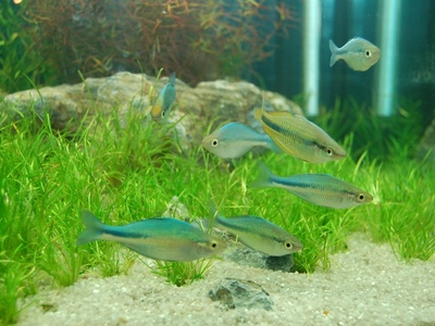 Eine Gruppe Regenbogenfische