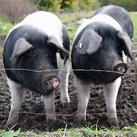 Ökologische Schweinehaltung