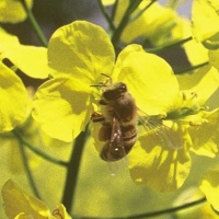 Biene an Rapsblüte