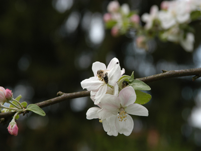 Biene auf Apfelblüte