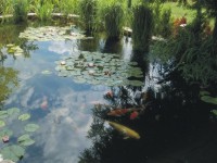 Gartenteich