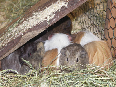 Meerschweinchen