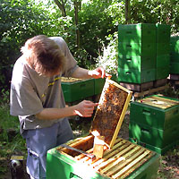 Bearbeitung von Bienenvölkern