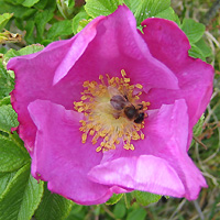 Pollen sammelnde Biene in einer Rosenblüte (Kartoffelrose)