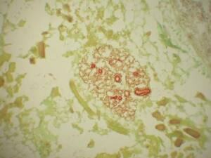 Mikroskopische Ansicht einer Grützwurst